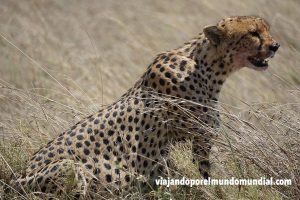 Viajar a Tanzania