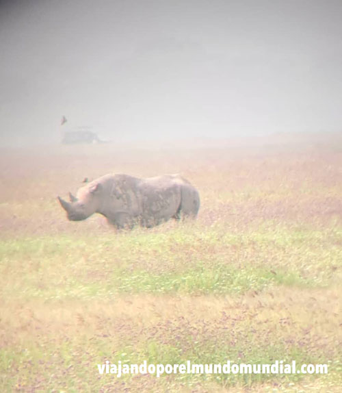 Rinoceronte negro en Ngorongoro visto con prismáticos