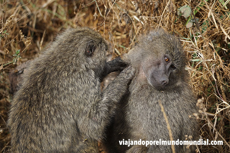 Kenia o tanzania: Safari en Ngorongoro, Tanzania
