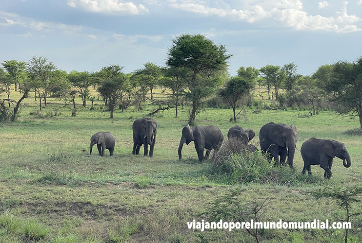 Los mejores safaris en Tanzania: elefantes en Serengueti