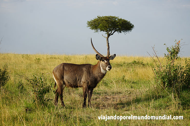Safaris en Kenia