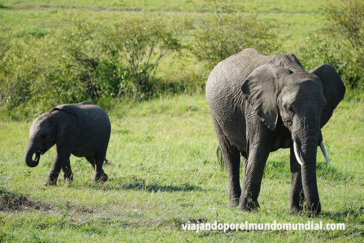 Consejos para hacer un safari en Kenia