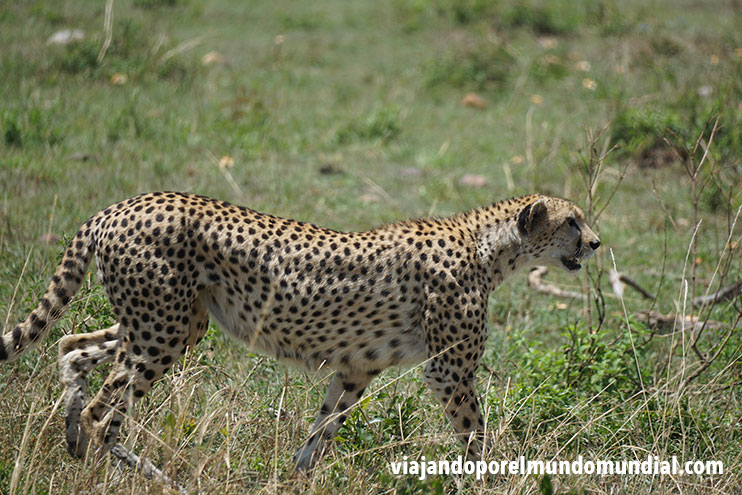 Guía para viajar a Kenia