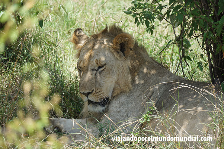 Los mejores safaris en Kenia: Masai Mara