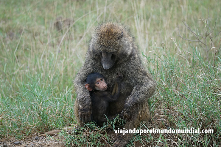 safaris Kenia: Nakuru
