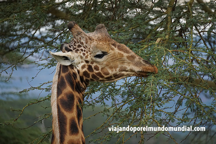 Viajar a Kenia: jirafas en Nakuru
