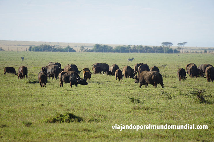 Viajar a Kenia