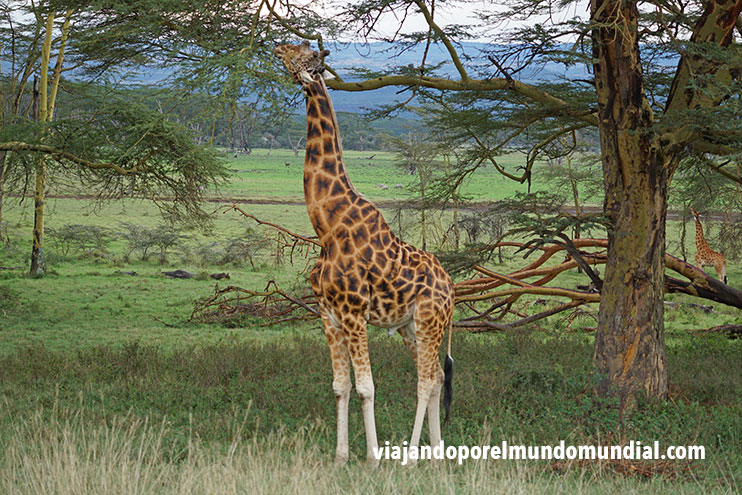safaris en Kenia: jirafas en Nakuru
