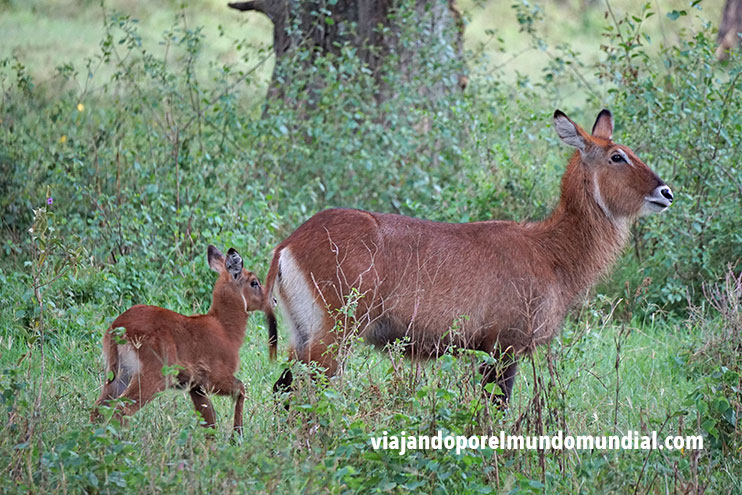 Mejores safaris en Kenia: Nakuru