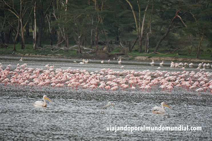 Cómo hacer un safari en Kenia