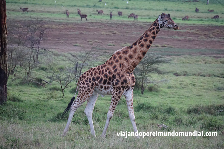 Cómo organizar un safari por Kenia