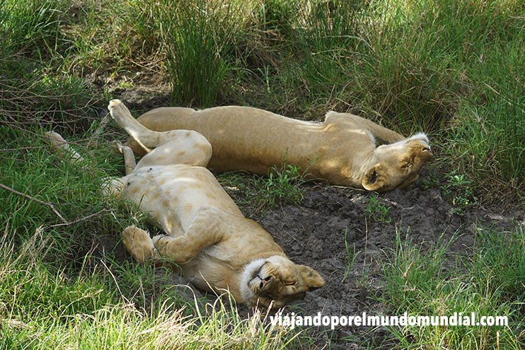 Leones en Kenia