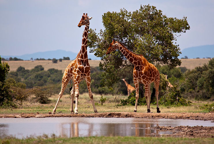 Qué ver en Kenia: Reserva Nacional de Samburu