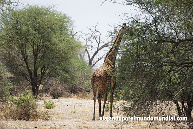 Safari en Tanzania: jirafa en Tarangire
