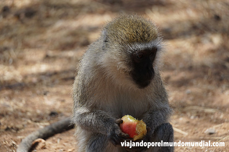 Monos en Tarangire