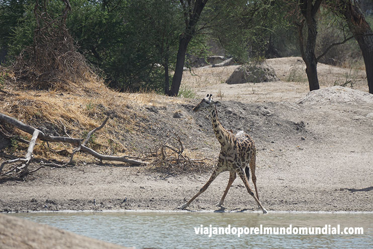 Jirafa bebiendo en Tarangire