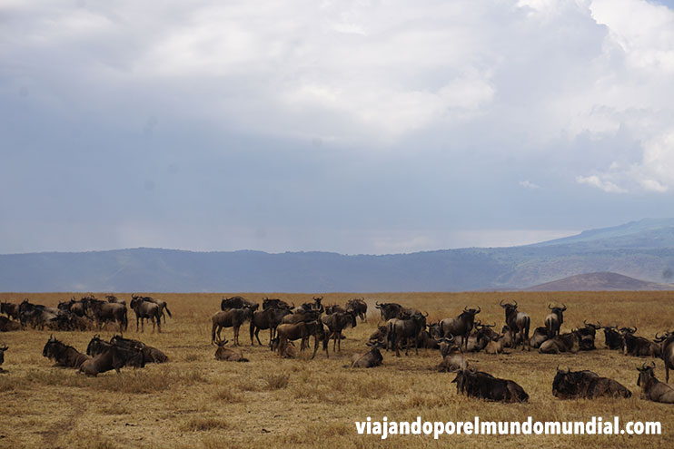 Kenia o Tanzania para hacer un safari