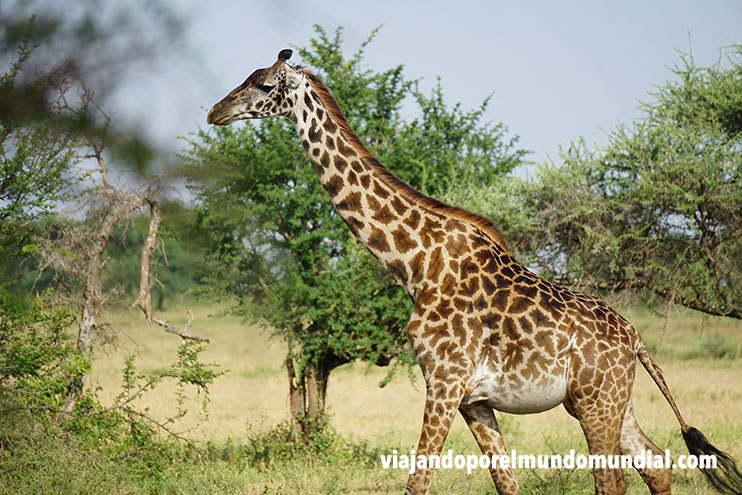 Safaris en Tanzania