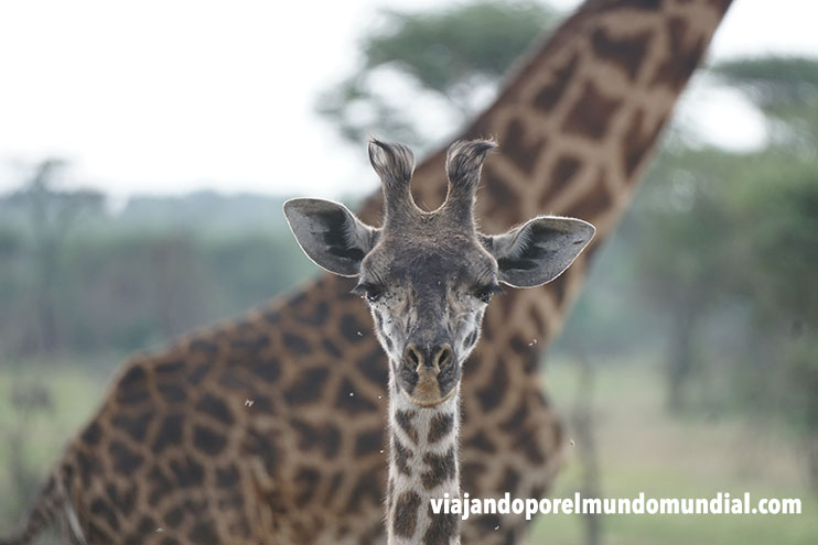 Viaje a Kenia y Tanzania