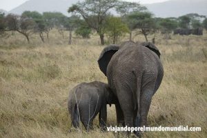 Viaje a Kenia y Tanzania