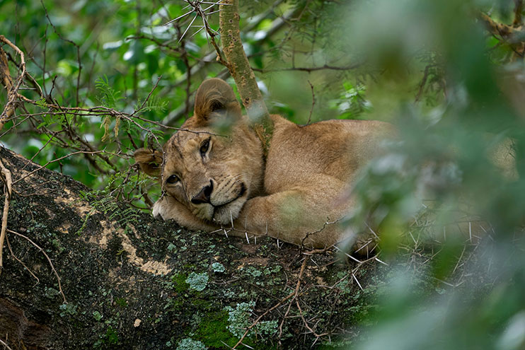 Leones trepadores en Manyara