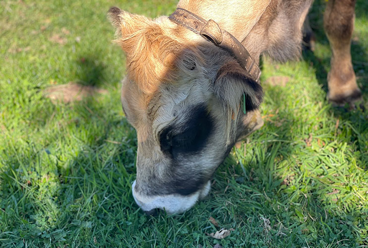 Vacas en los lagos de Covadonga