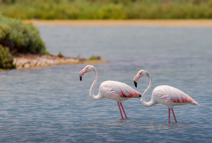 Flamencos en el delta del Ebro