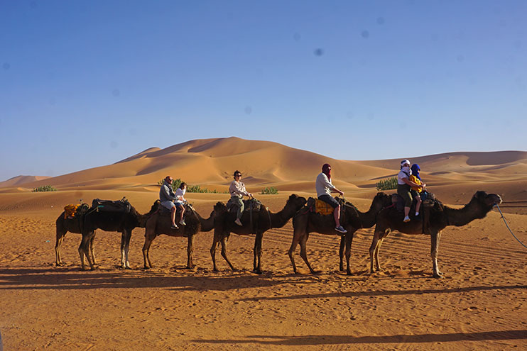 Camellos en el desierto de Merzouga