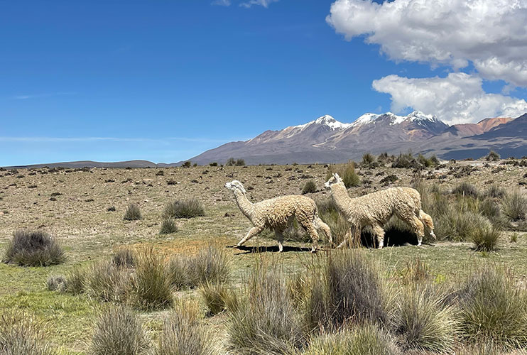 Los mejores tours al valle del Colcaq