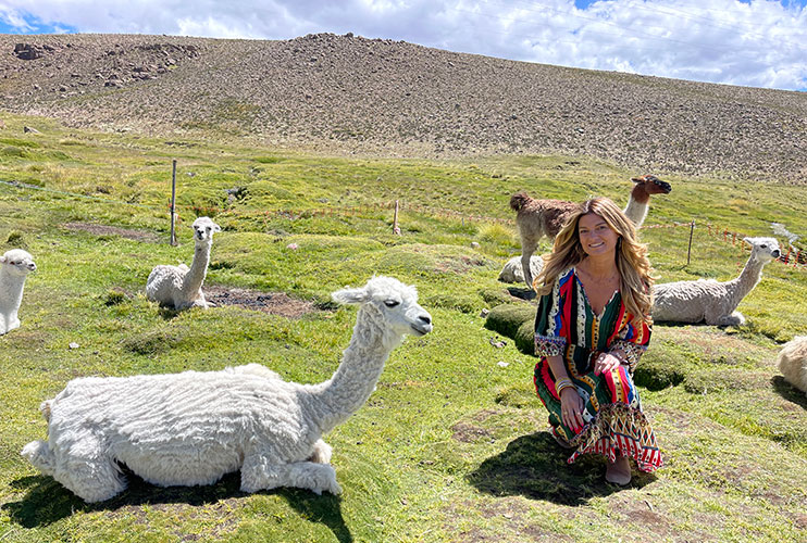 Llamas en el valle del Colca