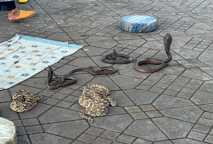 Maltrato animal en la Plaza Jamaa el Fna