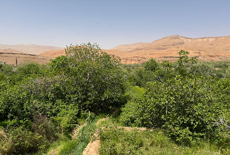 Cómo visitar el valle de las rosas en Marruecos