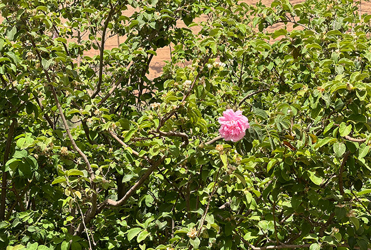 Cómo visitar el valle de las rosas