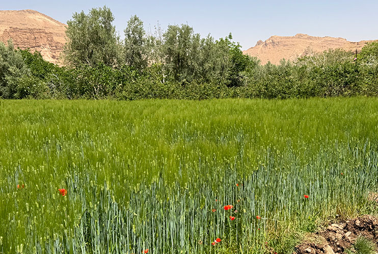 Valle de las Rosas Marruecos