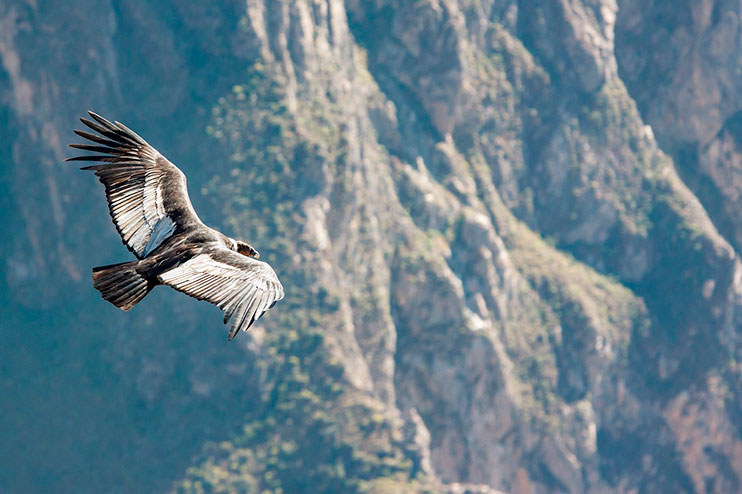 Vuelo del cóndor en el valle del Colca