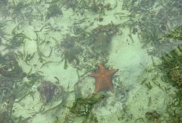 Estrellas de mar en isla Hollywood