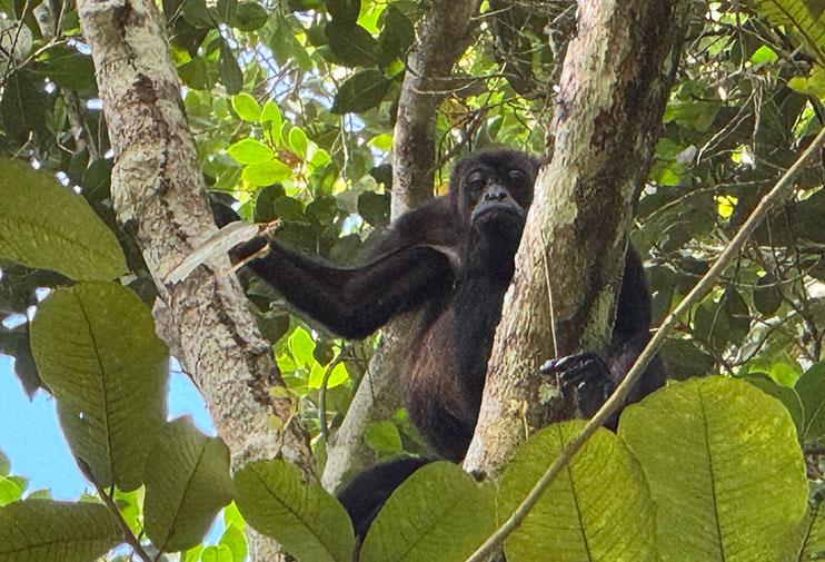 Parque Natural Metropolitano de Panamá