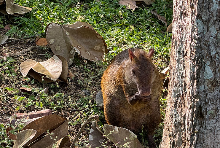 Parque Natural Metropolitano de Panamá