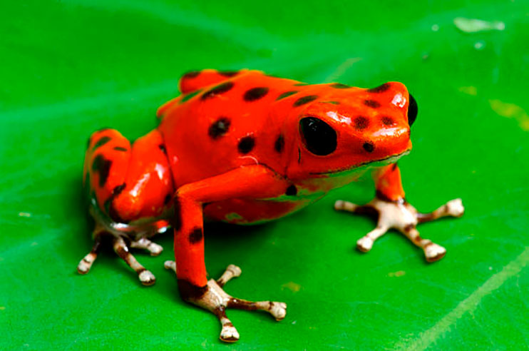 Rana roja de Panamá