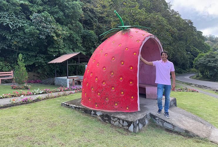 Fresas de Boquete