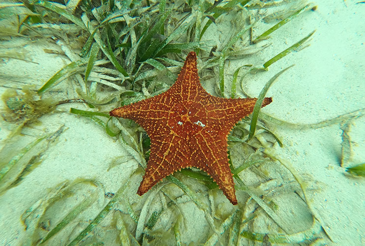 Snorkel en San Blas