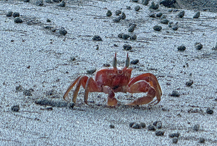 Cangrejos en las playas de Panamá