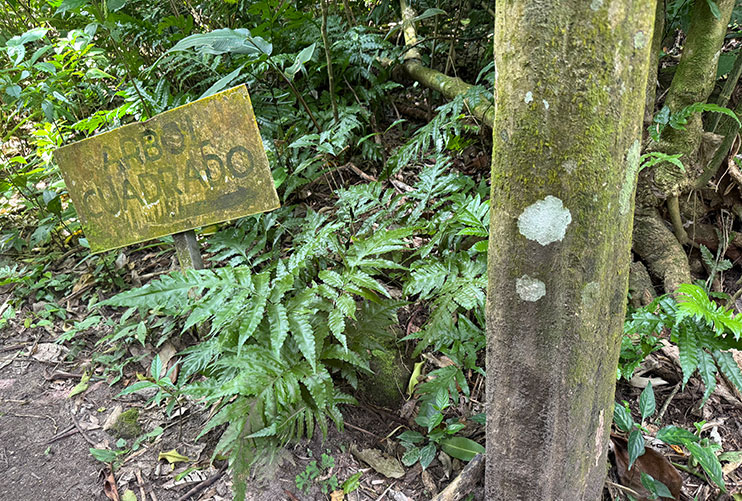 Sendero de los árboles cuadrados valle Antón