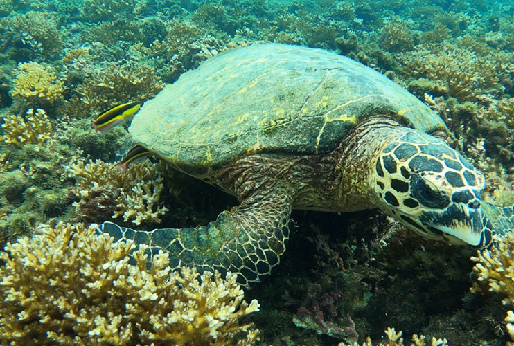 Snorkel en Panamá