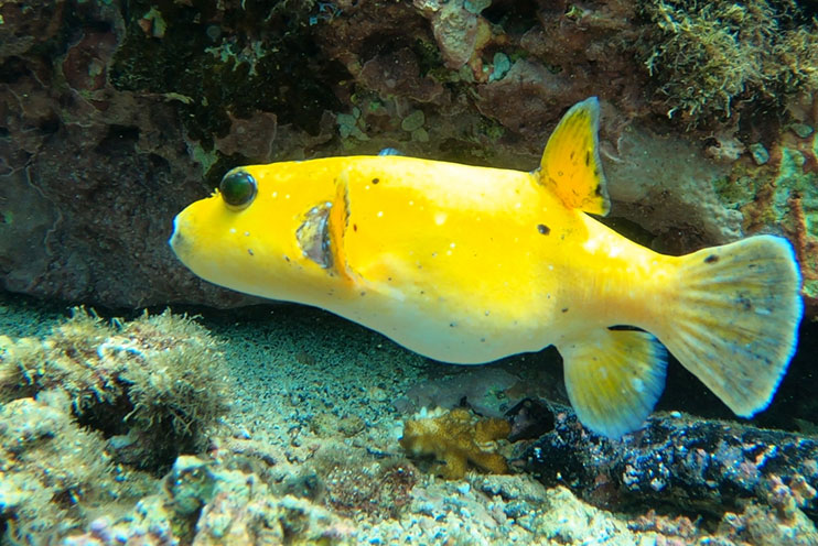 Snorkel es isla Coiba