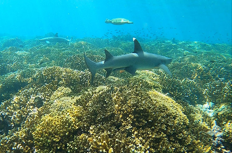 Qué ver en Panamá: isla Coiba