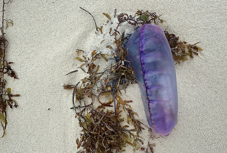 Fragata portuguesa en San Blas