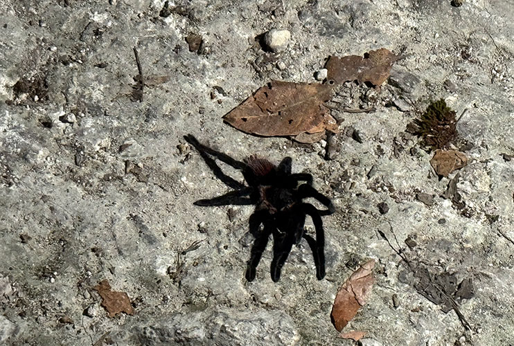 Insectos en Yaxhá