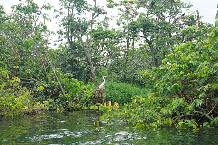 Isla Pájaros en Río Dulce