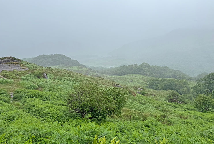Ladies View
